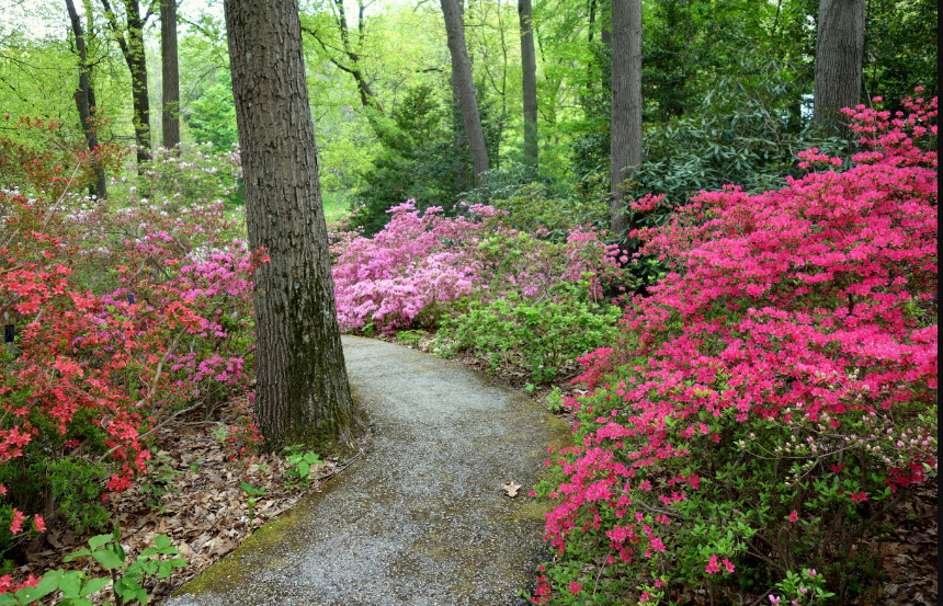 Jenkins Arboretum & Gardens, United States